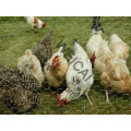 Chicken Wire, Direct Factory Sales